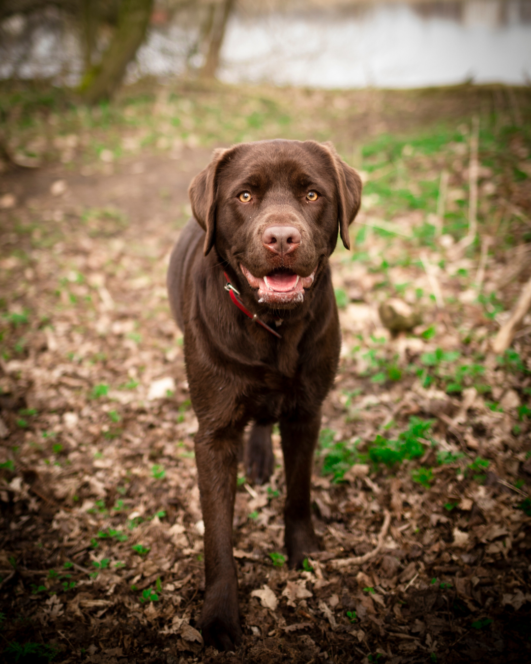 Photo of a brown Labrador walking along a path.